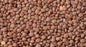 LENTIL SEEDS