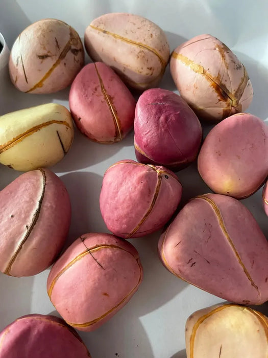 Fresh Kola nuts
