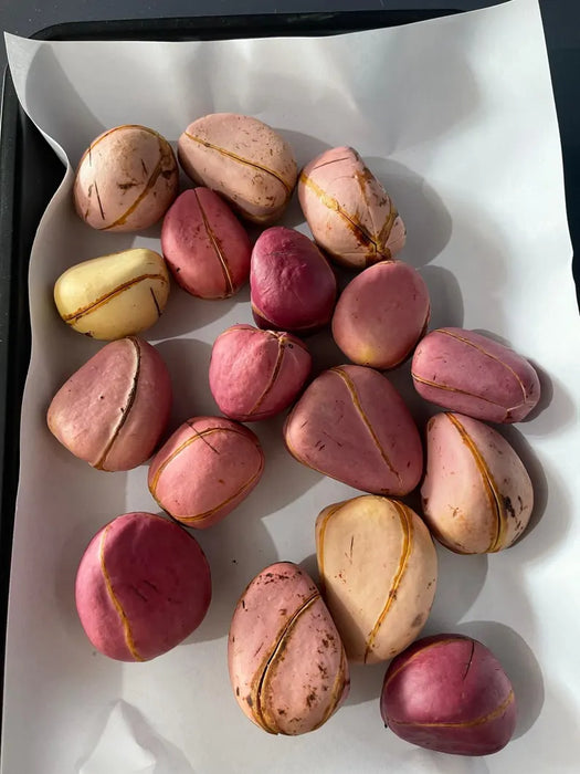 Fresh Kola nuts