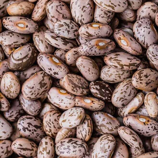 PINTO BEANS